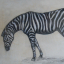 Gaston SUISSE (1896-1988) - Zèbre.